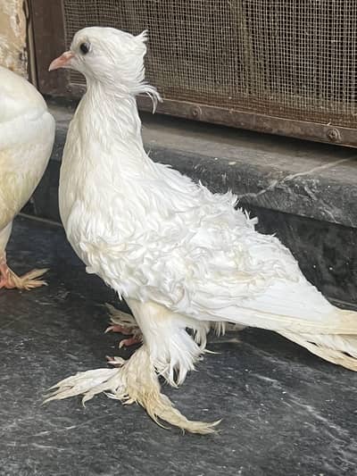 Freel back female English faintail Pathi patha lakka Sherazi pair with