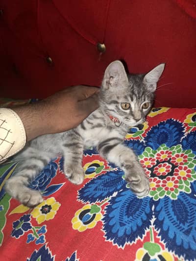 Persian kitten 2 month