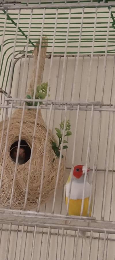 goldian Finch tayar breeder pair