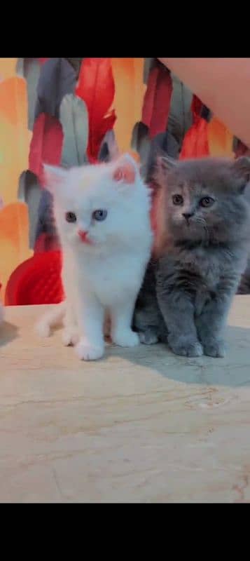 Persian cat for sale male female vaccine clear