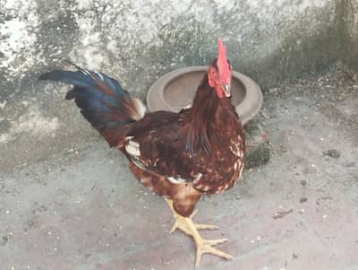 Rs 2500 male