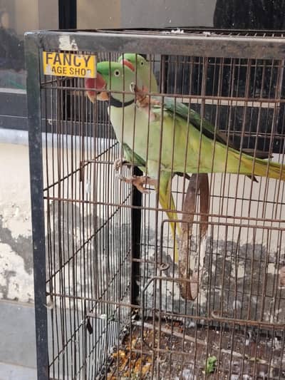 Raw parrot pair