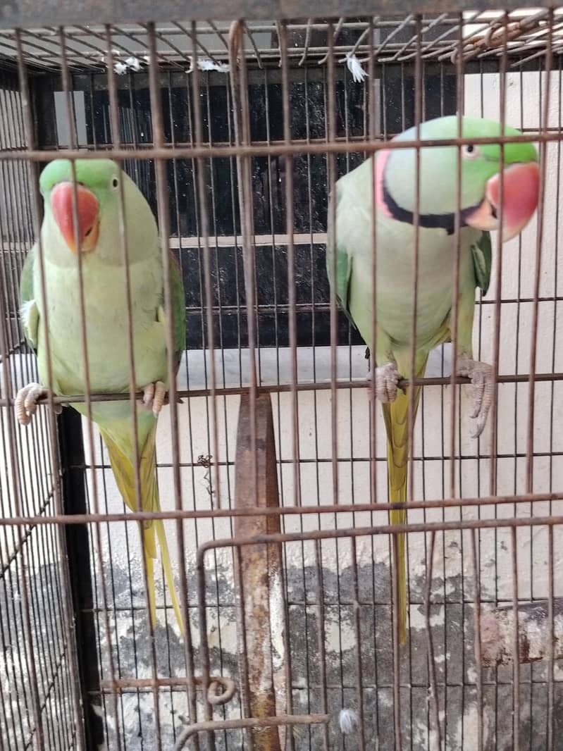 Raw parrot pair 1