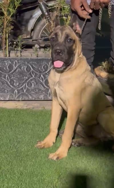 Cane corso