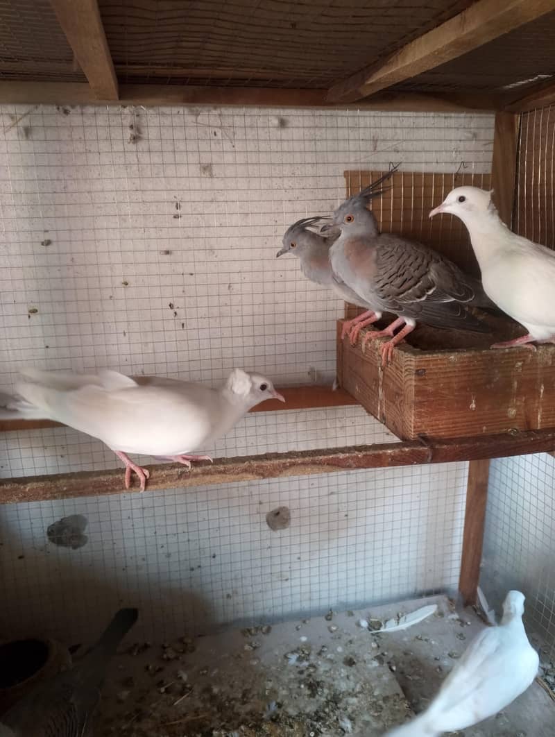 created doves  /dove 0