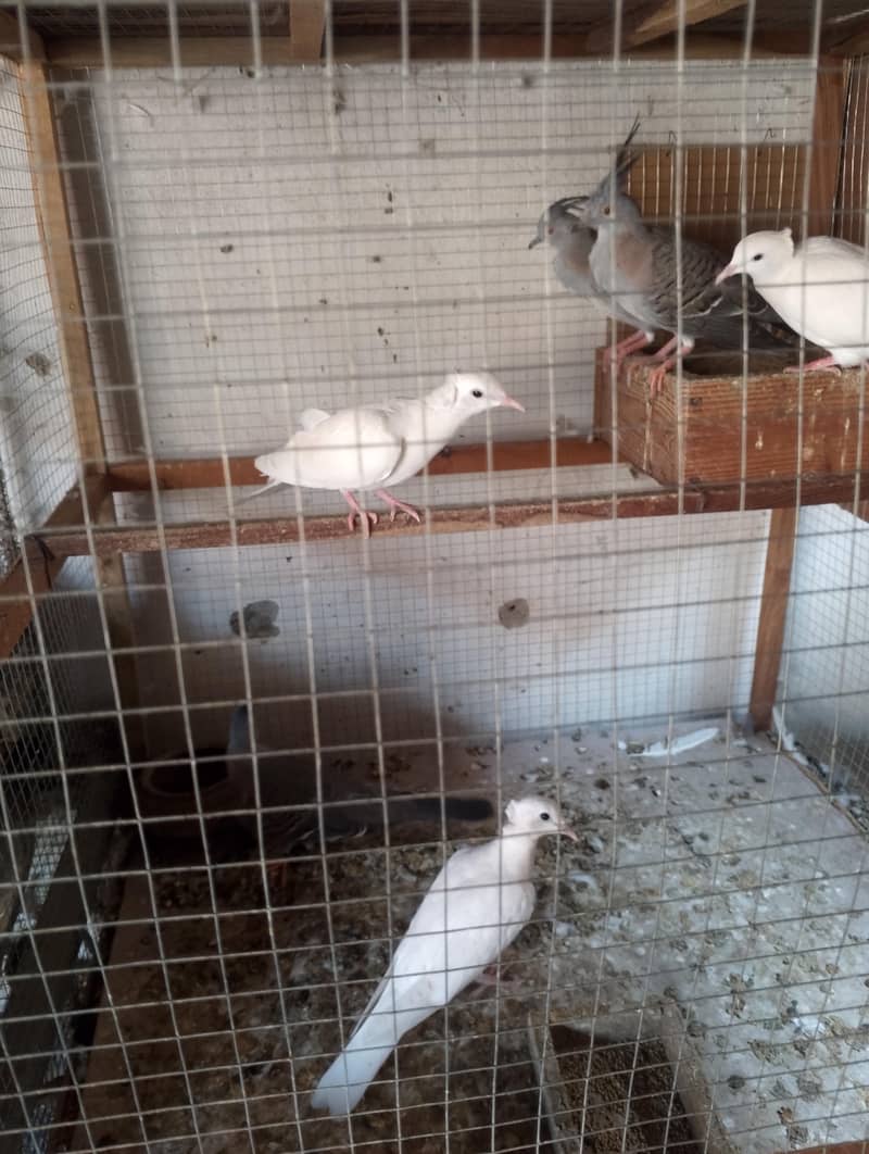 created doves  /dove 1