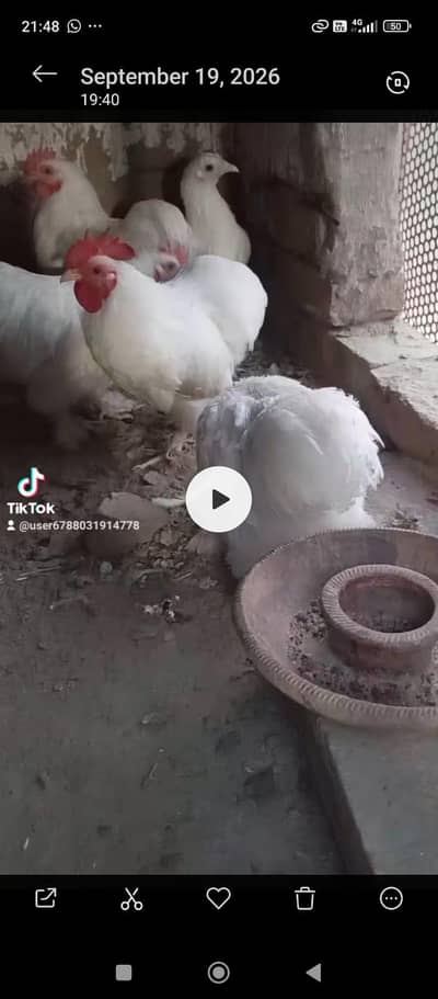 zero size bentam. white king male. Black danish .