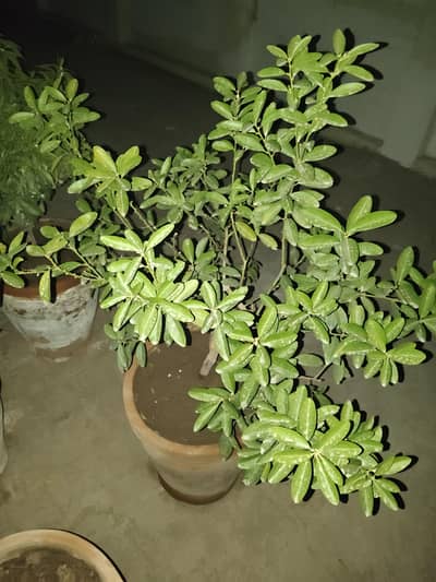 lemon plant