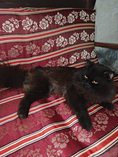 i want to sale my persian cat