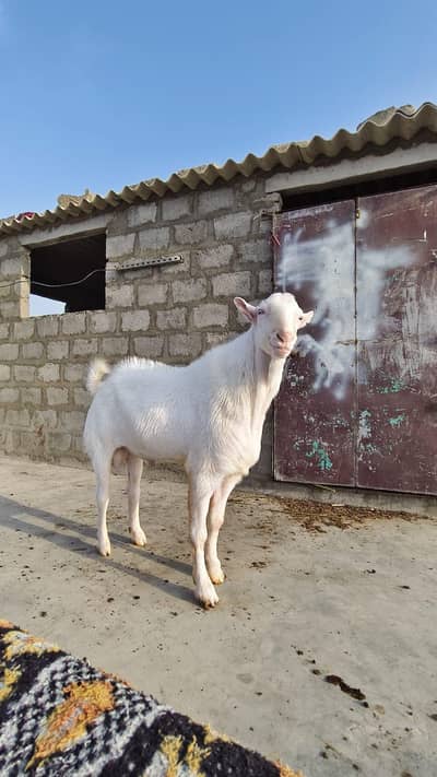 Barbara ek number bakra
