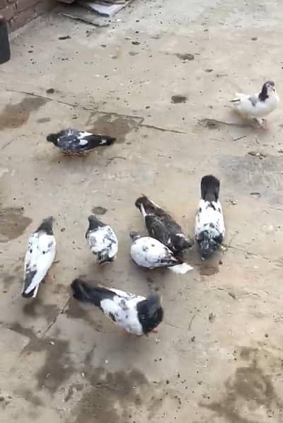 High flyer pigeon for sale.