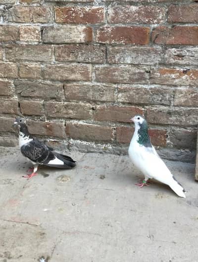 pigeon for sale.