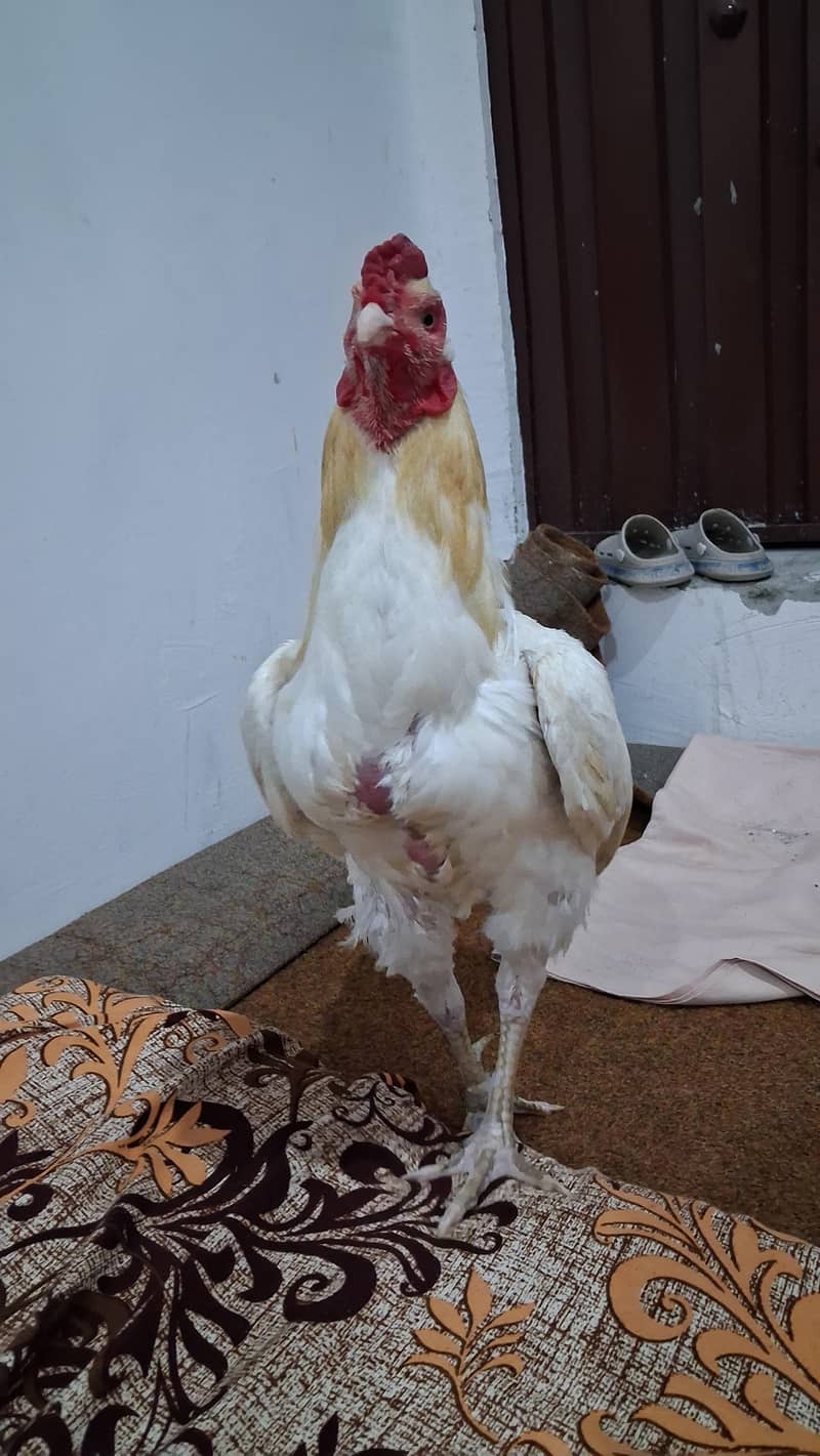 Heera 2
