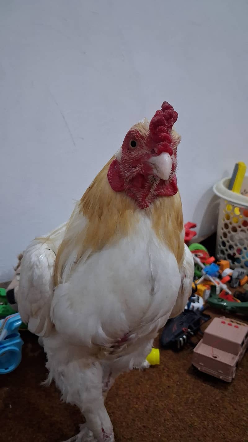 Heera 8