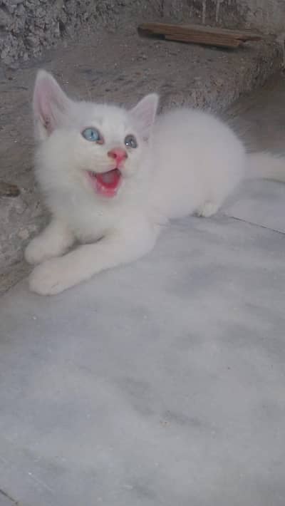 Persian kitten odd eyes
