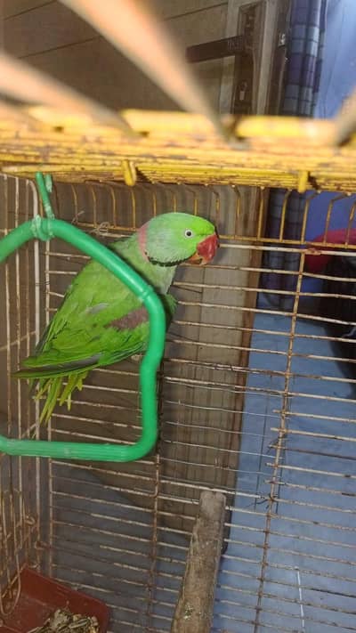 Raw parrot