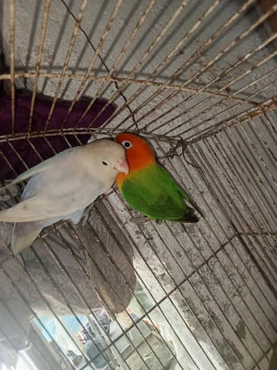 low bird breeder pair
