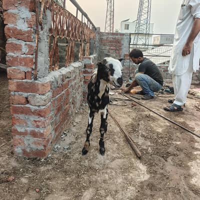 shera print teady bakra