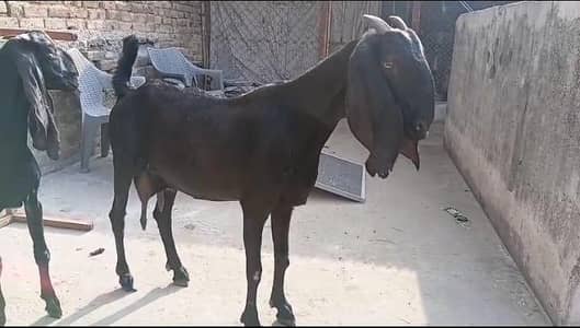 amratsari bakri n path