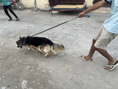 German shephard Female Dog For Sale Urgent