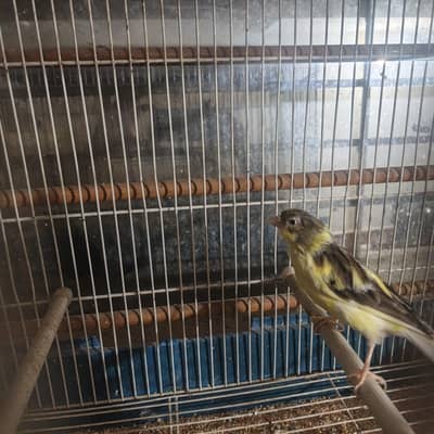 canary UK import