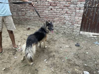 German Shephard Female Dog For sale
