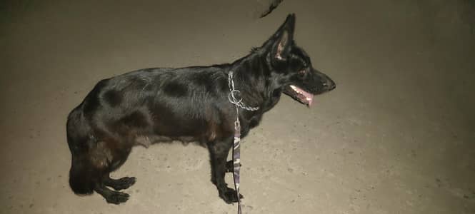stock court black court German shepherd female
