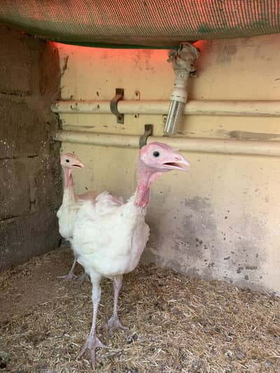 White turkey pair healthy active almost 5 months age