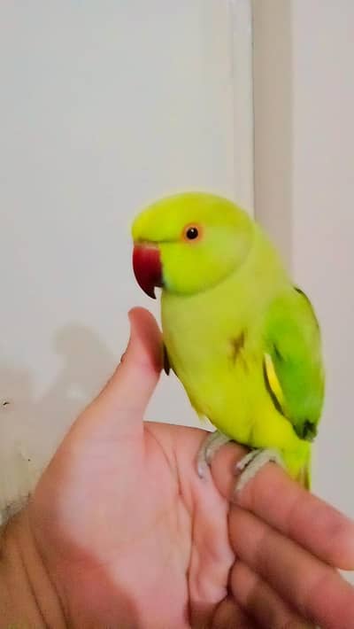 Parrot for sale