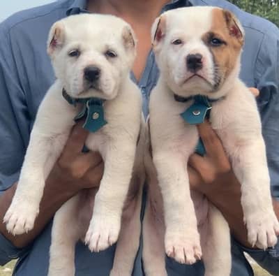security dogs Alabai pair age 2 months for sale