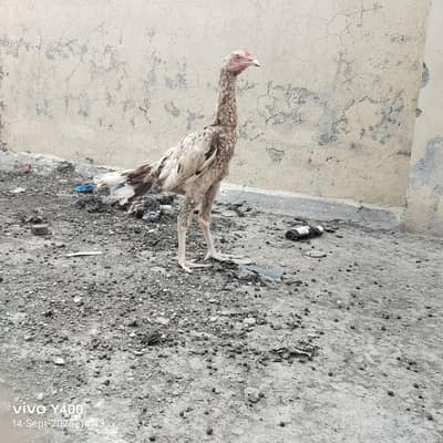 5 mahina ka ha