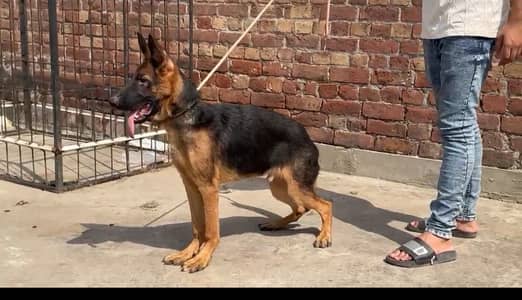 Garman Shafet Male Puppy
