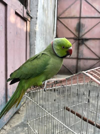 Talking Parrot