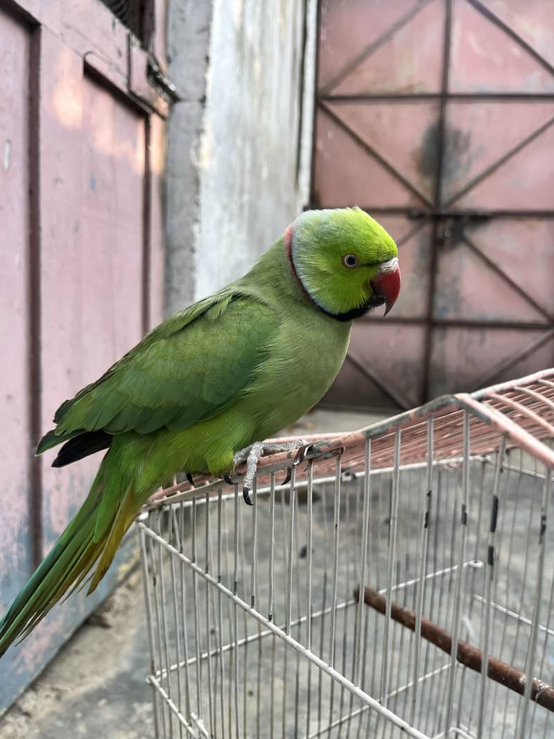 Talking Parrot 0