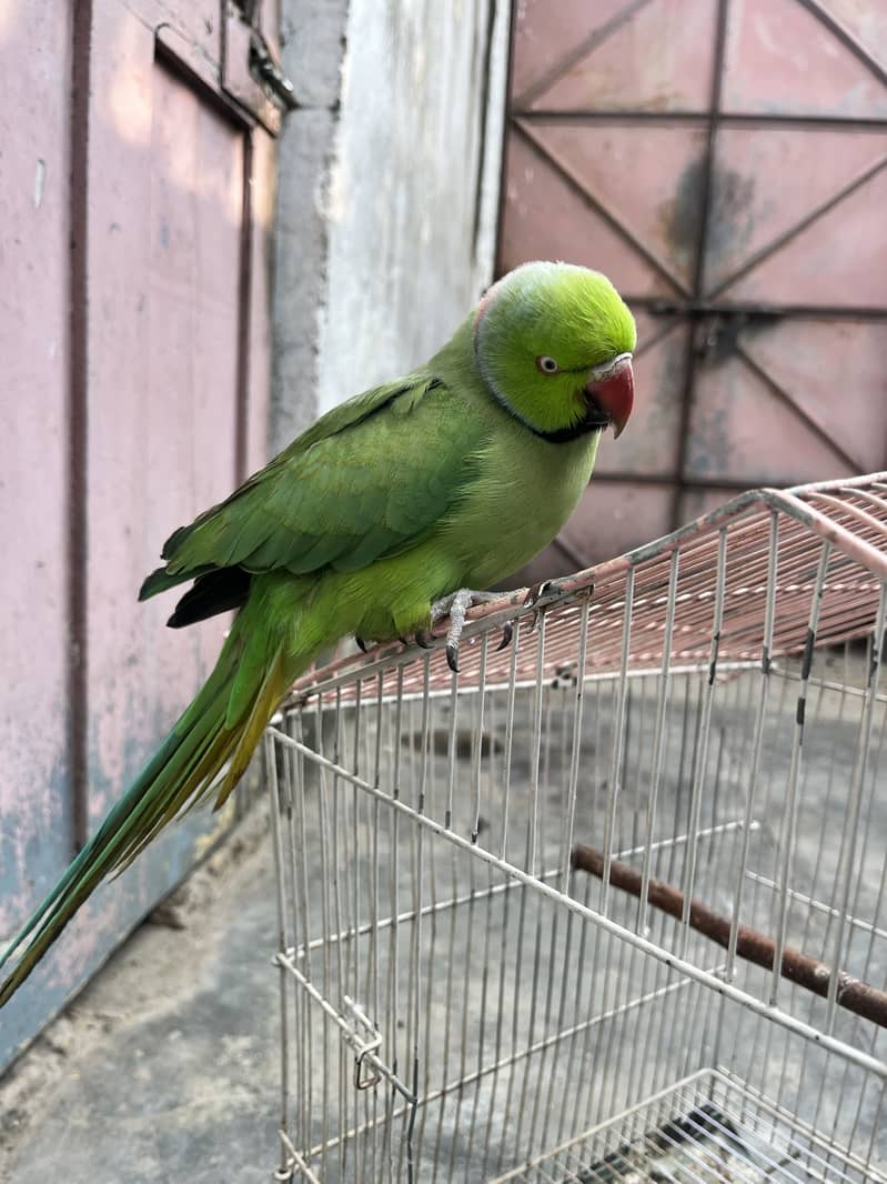 Talking Parrot 1