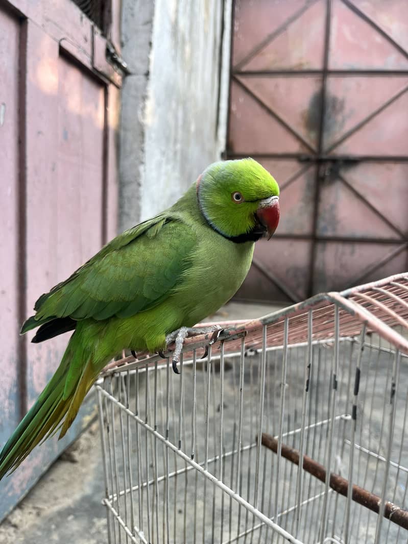 Talking Parrot 2