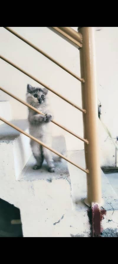 Smokey grey persian kitten
