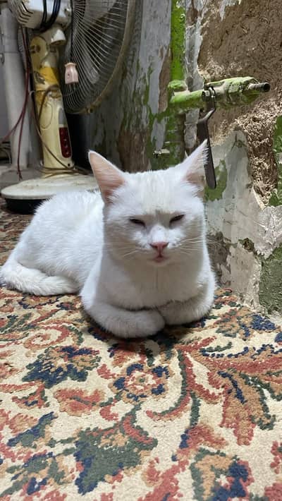 Persian female single cot cat