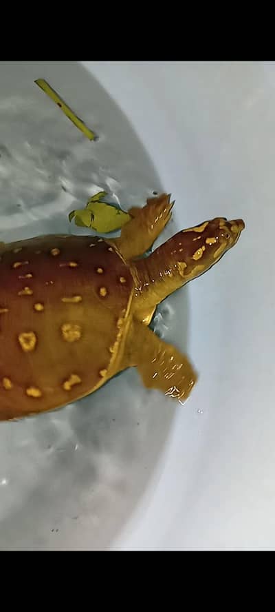 Start Adult healthy and active Turtle