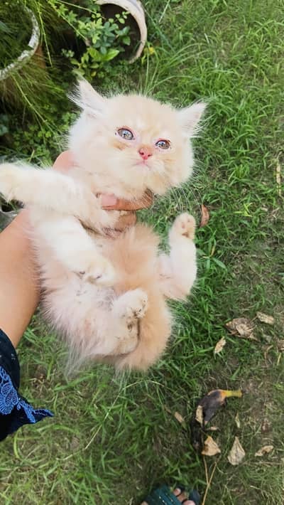 All type of kittens available for sale
