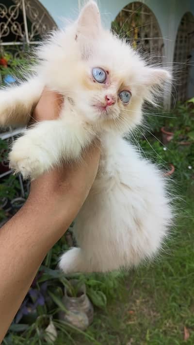 kittens available for sale