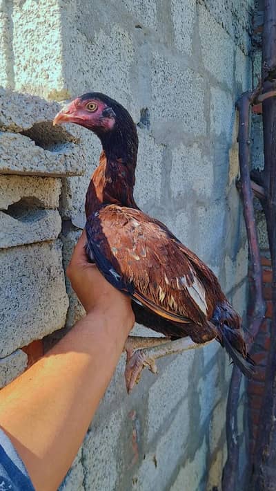 High quality mianwali breed