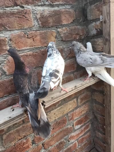 other pigeon 4 peace03064301828