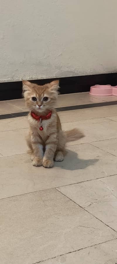 Persian cat Fawn colour