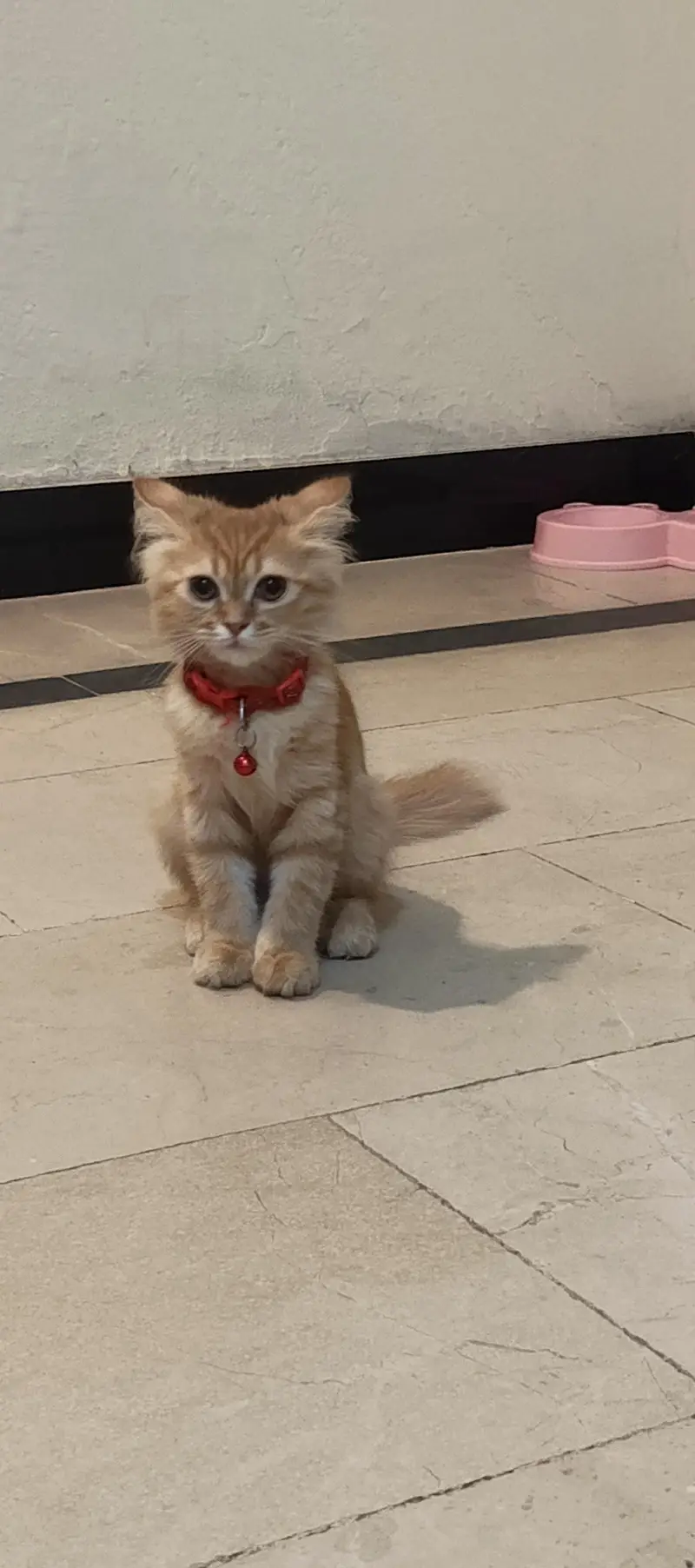 Persian cat Fawn colour