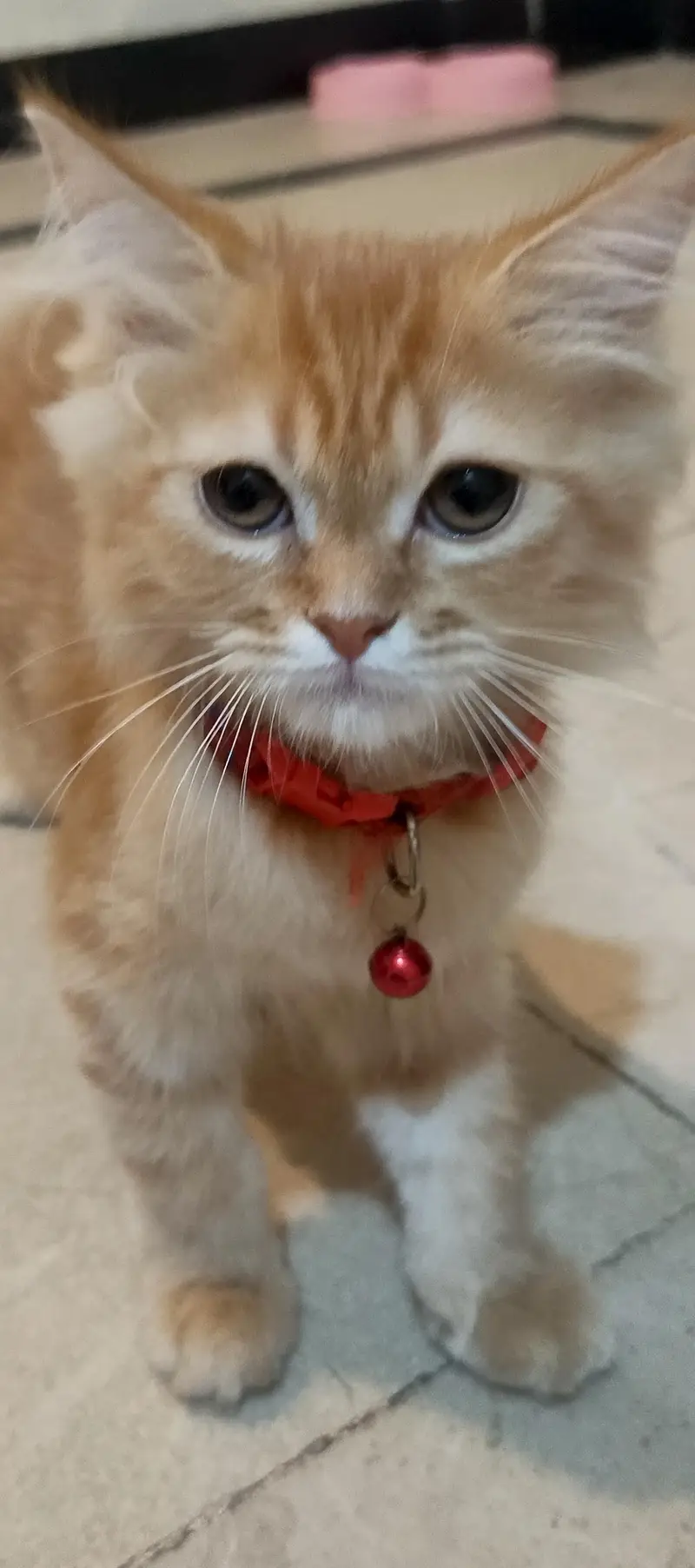 Persian cat Fawn colour — photo 2