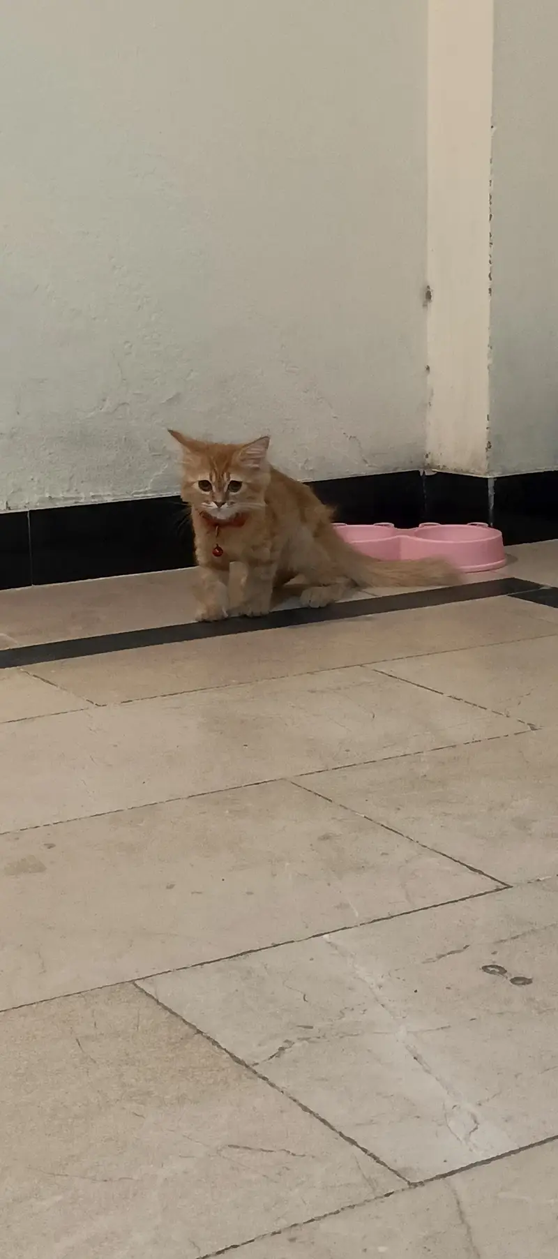 Persian cat Fawn colour — photo 3
