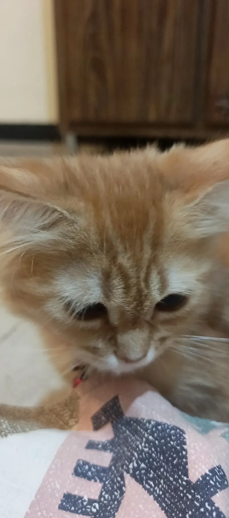 Persian cat Fawn colour — photo 5