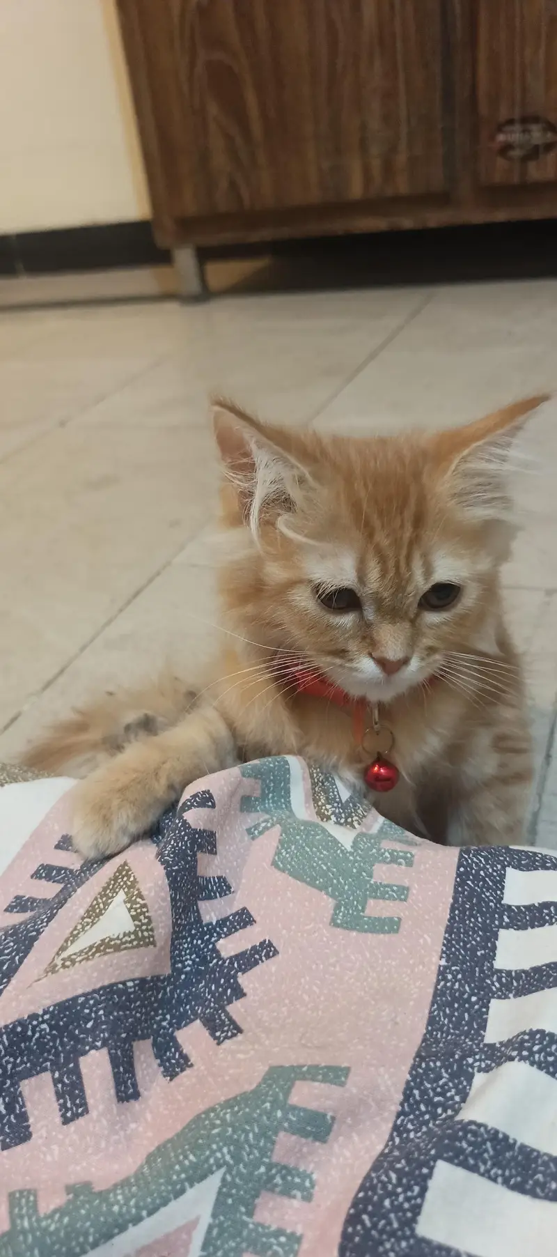 Persian cat Fawn colour — photo 6