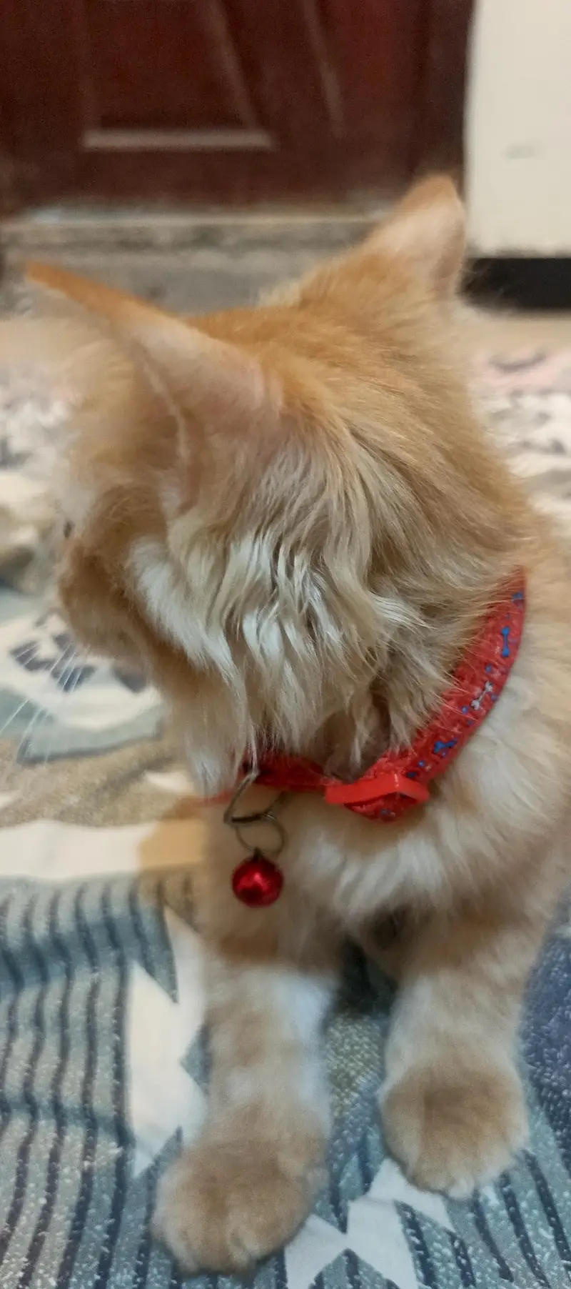 Persian cat Fawn colour — photo 7